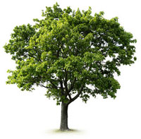 Tree Care Lisburn