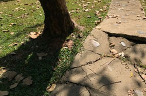 Problematic Tree Roots Telford Shropshire