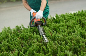 Hedge Trimming Burntwood