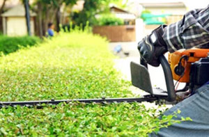 Hedge Trimming Burgess Hill