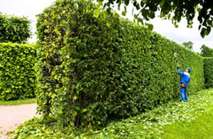 Hedge Trimming Longton