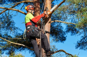 Local Tree Surgeons Near Glenfield Leicestershire