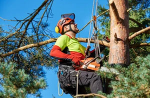 Tree Surgery Castle Donington