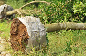 Tree Transplanting Kendal (01539)