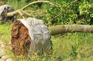 Tree Transplanting Harrow (020)