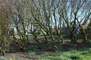 Woodland Clearance Taverham (NR8)