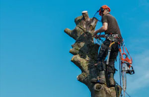 Tree Pollarding Droitwich Worcestershire