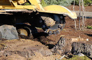 Stump Grinding Shepton Mallet