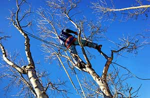 Tree Care Milton Keynes