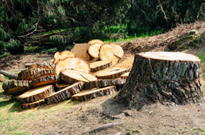 Tree Removal Bradwell
