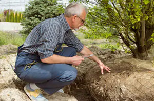 Tree Transplanting Lytham St Annes (01253)