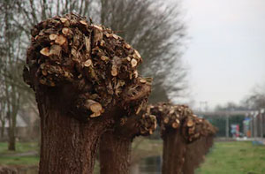 Tree Pollarding Lytham St Annes Lancashire