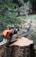 Tree Removal Crewe