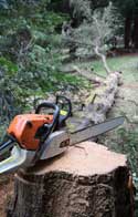 Tree Removal Shoreham-by-Sea