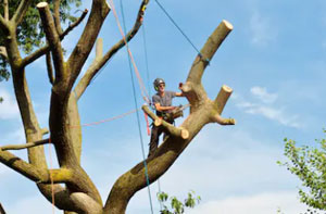 Professional Tree Surgeon Broughton Astley Leicestershire