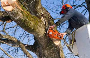 Tree Surgeon Cheltenham Gloucestershire