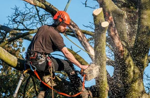 Local Tree Surgeons Near Worcester Worcestershire