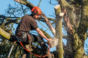 Local Tree Surgeons Near Raunds Northamptonshire