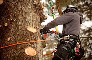 Approved Tree Surgeons Aberdeen (01224)