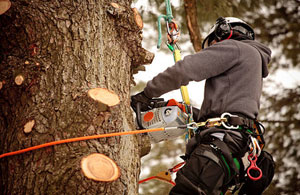 Tree Surgeons Longton (ST3)