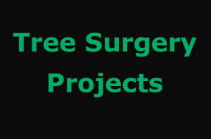 Watchet Tree Surgery Projects