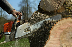 Tree Surgery Blackpool (01253)