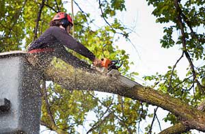 Tree Surgery Tunstall (ST6)