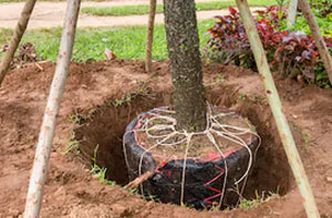 Tree Transplanting Polegate (01323)