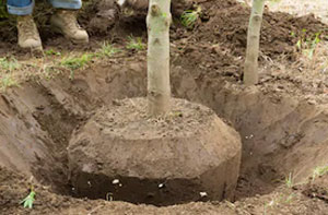 Tree Transplanting Englefield Green (01784)