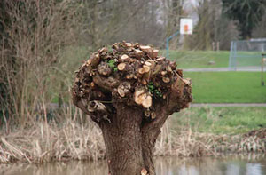 Tree Pollarding Ash Surrey