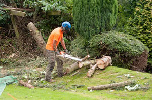 Tree Surgeon Longton Staffordshire