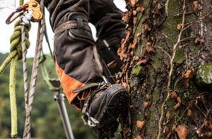 Identifying a Tree Surgeon Near Me Raunds (NN9)