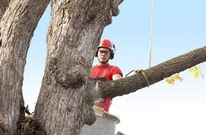 Accredited Tree Surgeons Yate (01454)