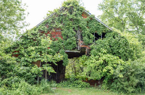 Vegetation Management Braunstone Leicestershire