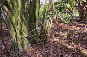 Woodland Clearance Hedge End (SO30)