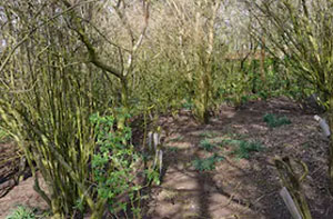 Woodland Clearance Hereford (HR1)