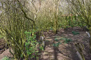 Woodland Clearance Chapeltown (S35)